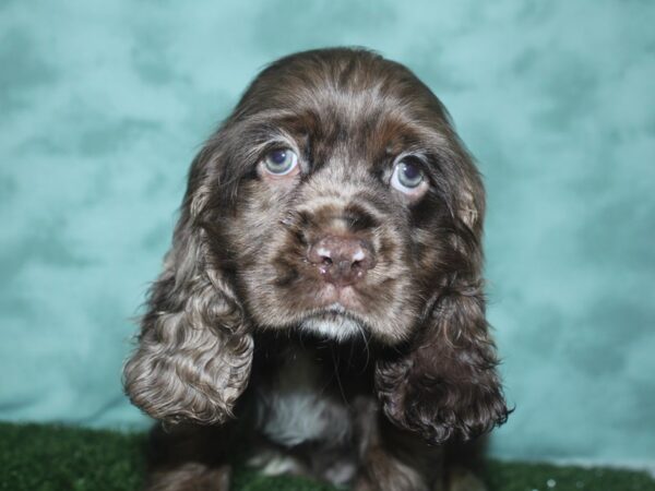 Cocker Spaniel DOG Male CHOC MERLE 18735 Petland Rome, Georgia