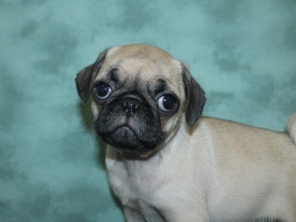 Pug DOG Female FAWN 18734 Petland Rome, Georgia