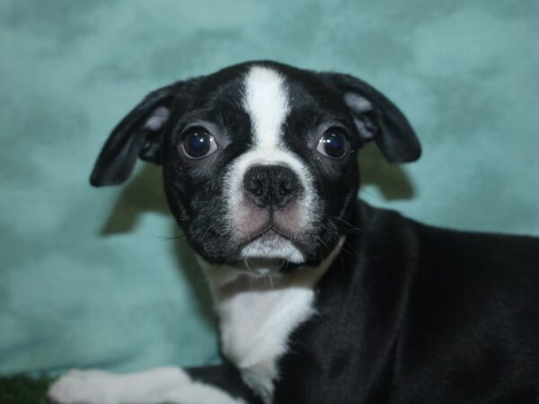 Boston Terrier DOG Female BLK WHITE 18733 Petland Rome, Georgia