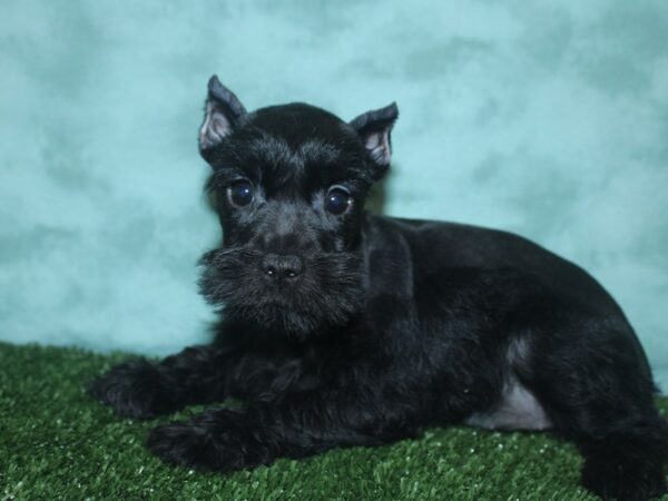 Miniature Schnauzer DOG Female BLACK 18731 Petland Rome, Georgia