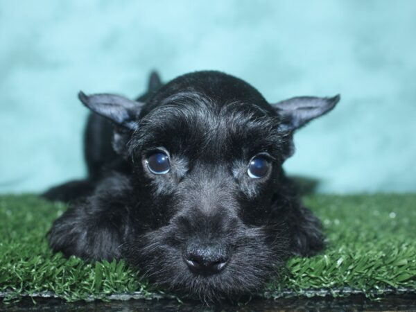 Miniature Schnauzer DOG Male BLACK 18730 Petland Rome, Georgia