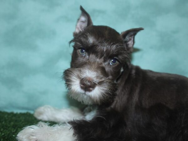 Miniature Schnauzer DOG Female liver white 18729 Petland Rome, Georgia