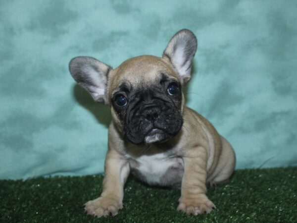 French Bulldog DOG Female FAWN 18724 Petland Rome, Georgia