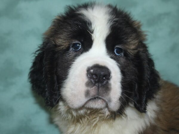 Saint Bernard DOG Male Sable & White 18723 Petland Rome, Georgia