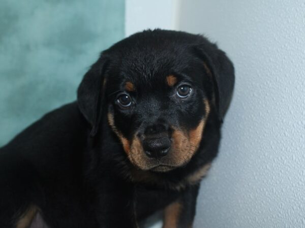 Rottweiler DOG Female Black & Tan 18722 Petland Rome, Georgia