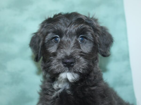 Havapoo DOG Female Gray 18720 Petland Rome, Georgia