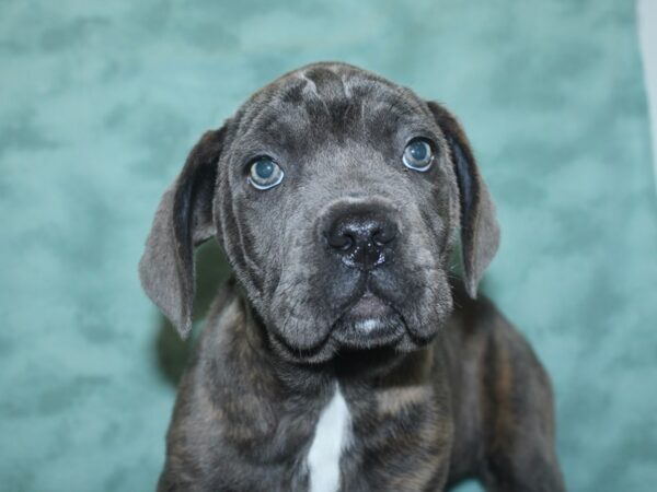 Cane Corso DOG Female Blue Brindle 18719 Petland Rome, Georgia