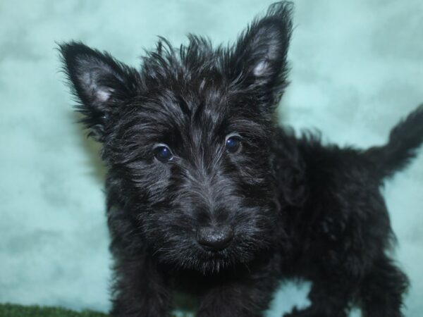 Scottish Terrier DOG Female Black 18717 Petland Rome, Georgia