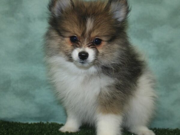 Pomeranian DOG Male Sable / White 18716 Petland Rome, Georgia