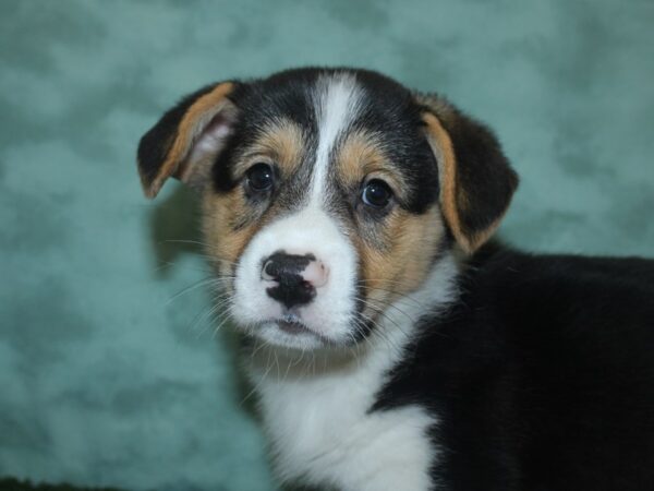 Pembroke Welsh Corgi DOG Male Black 18715 Petland Rome, Georgia