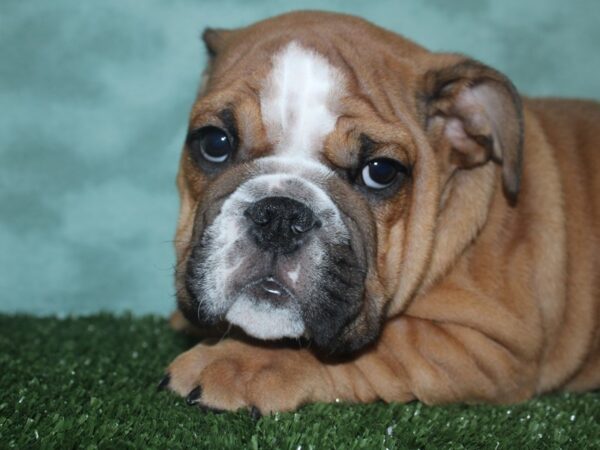 Bulldog-DOG-Male-Red / White-18713-Petland Rome, Georgia