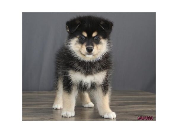 Pomsky DOG Male Black / Tan 8328 Petland Rome, Georgia