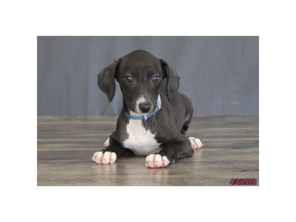 Italian Greyhound DOG Male Black / White 8329 Petland Rome, Georgia