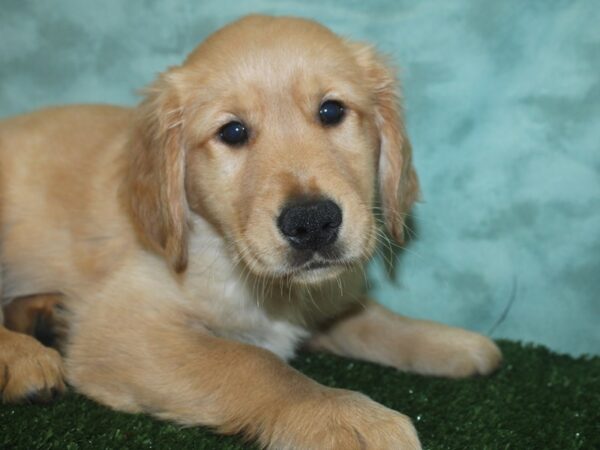 Golden Retriever DOG Male Golden 18737 Petland Rome, Georgia