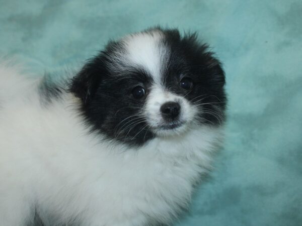 Pomeranian DOG Female BLK WHITE 18740 Petland Rome, Georgia