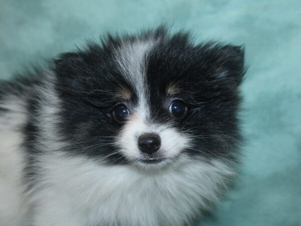 Pomeranian DOG Male BLK WHITE 18741 Petland Rome, Georgia