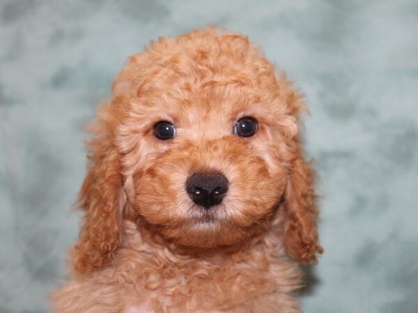 F2 MINI GOLDENDOODLE DOG Male Golden 8331 Petland Rome, Georgia