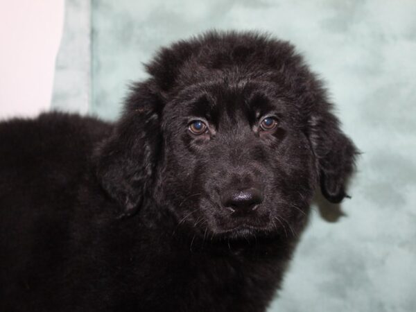 German Shepherd/Golden Retriever DOG Male Black 8330 Petland Rome, Georgia