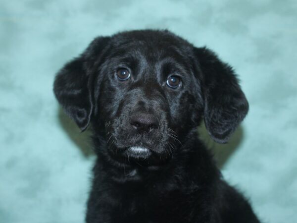 Germandoodle DOG Female Black 18747 Petland Rome, Georgia