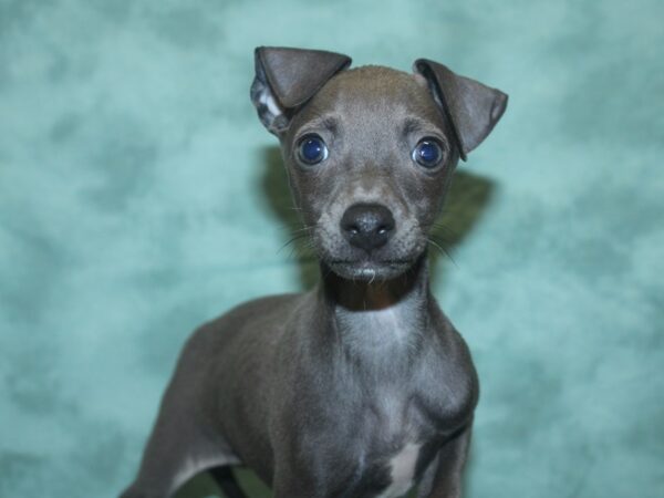 Italian Greyhound-DOG-Female-Blue-18746-Petland Rome, Georgia