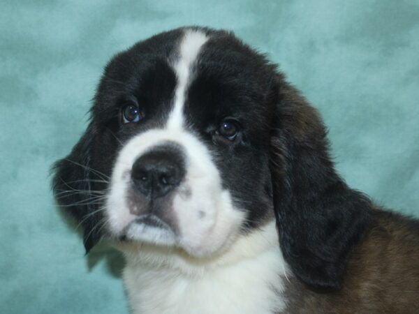 Saint Bernard DOG Female Brown / White 18744 Petland Rome, Georgia