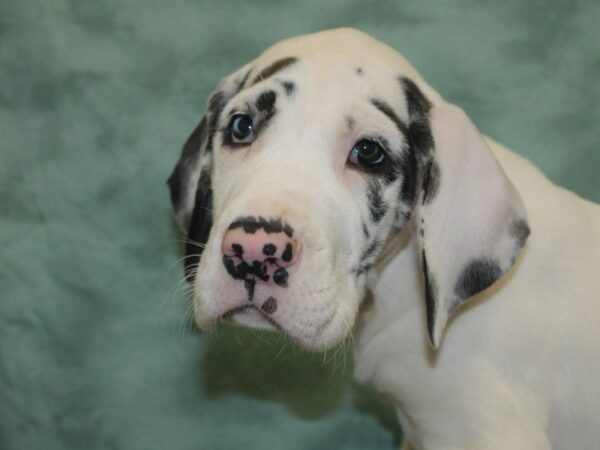 Great Dane DOG Male Black / White 18743 Petland Rome, Georgia