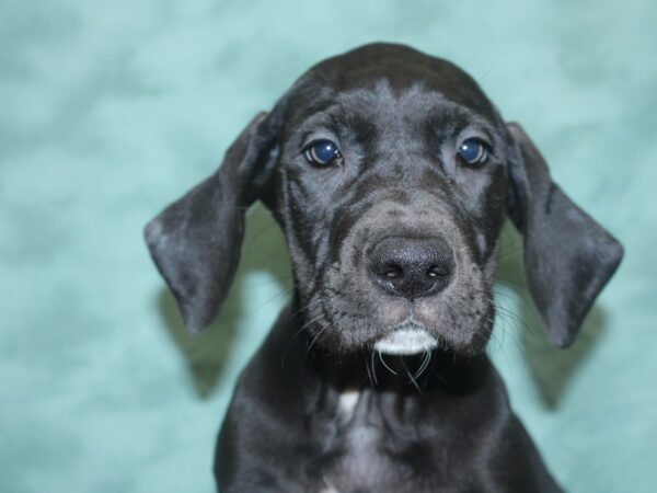 Great Dane DOG Female Black 18742 Petland Rome, Georgia