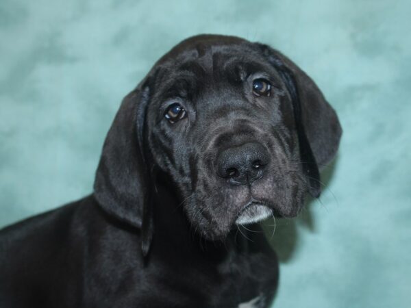 Great Dane DOG Female Black 8338 Petland Rome, Georgia