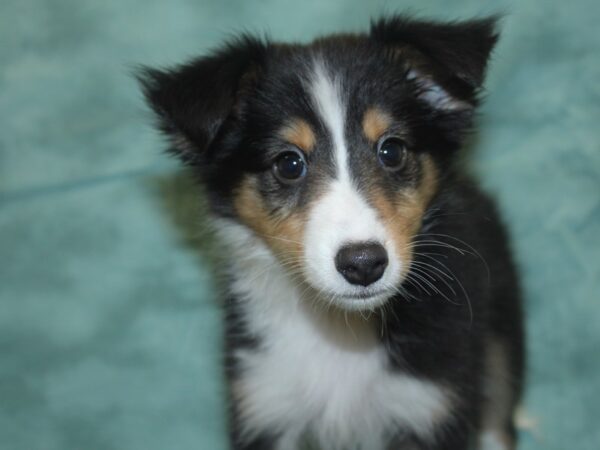 Shetland Sheepdog-DOG-Female-Black / White-8337-Petland Rome, Georgia