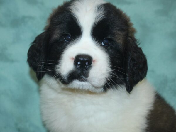 Saint Bernard DOG Female Brown / White 8336 Petland Rome, Georgia