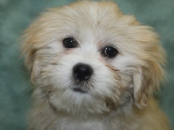 Lhasa Apso-DOG-Male-Golden-18751-Petland Rome, Georgia