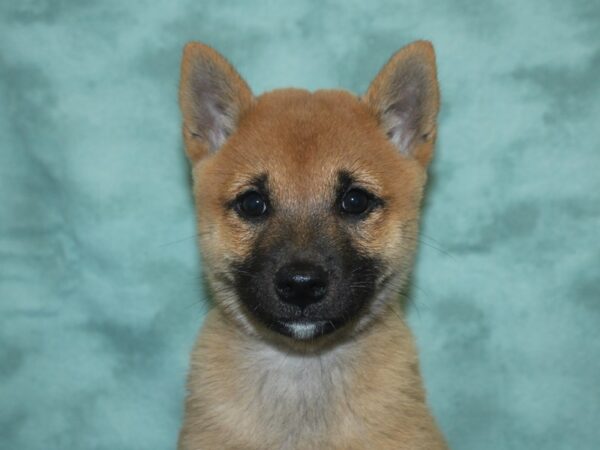 Shiba Inu DOG Female Red 18749 Petland Rome, Georgia