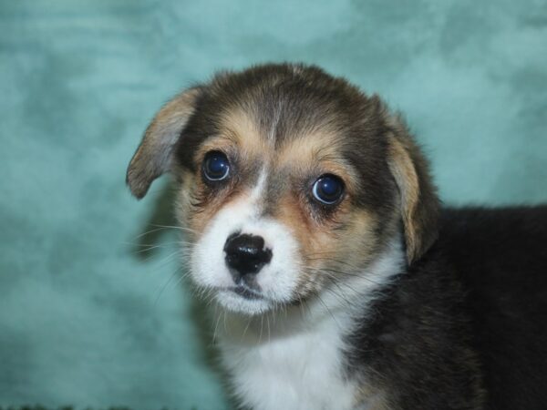 Pembroke Welsh Corgi DOG Female Black and Tan 18748 Petland Rome, Georgia