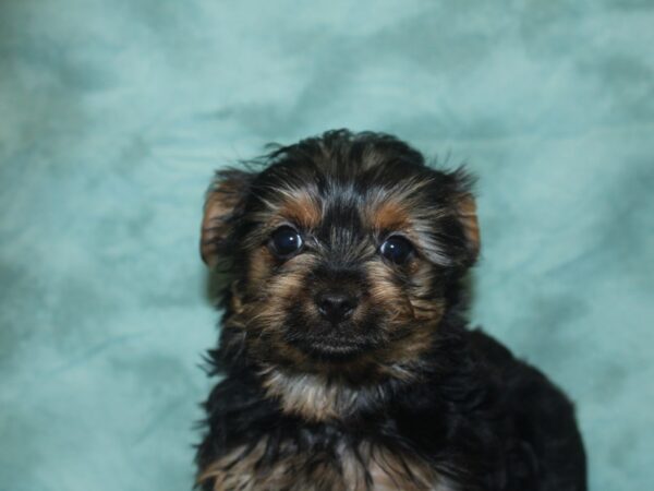 Yorkshire Terrier DOG Male BLK TAN 18752 Petland Rome, Georgia