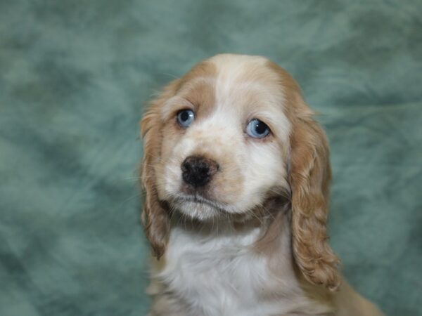 Cocker Spaniel DOG Female BUFF WH 8341 Petland Rome, Georgia