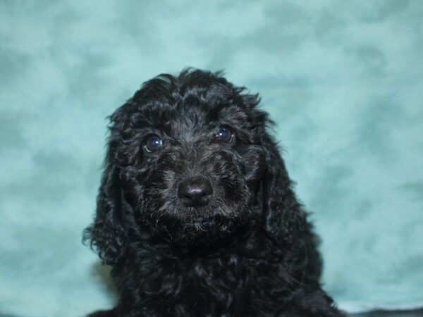 Moyen Goldendoodle DOG Female Black 8340 Petland Rome, Georgia