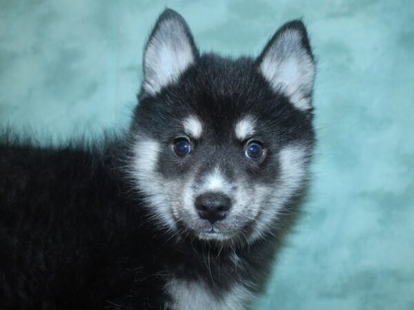 Pomsky DOG Male Black / Tan 18760 Petland Rome, Georgia