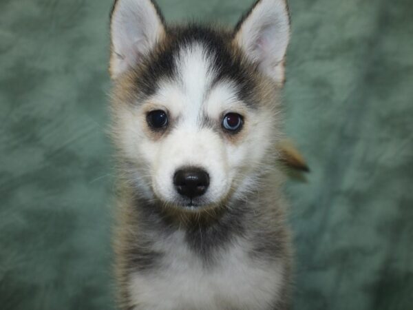 Pomsky DOG Male Gray / White 18759 Petland Rome, Georgia