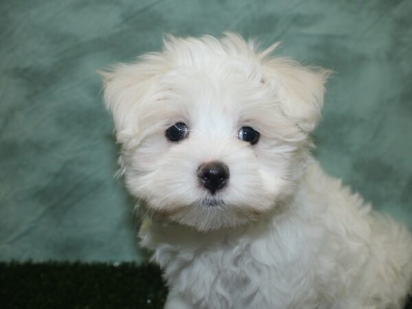 Maltese DOG Female White 18757 Petland Rome, Georgia