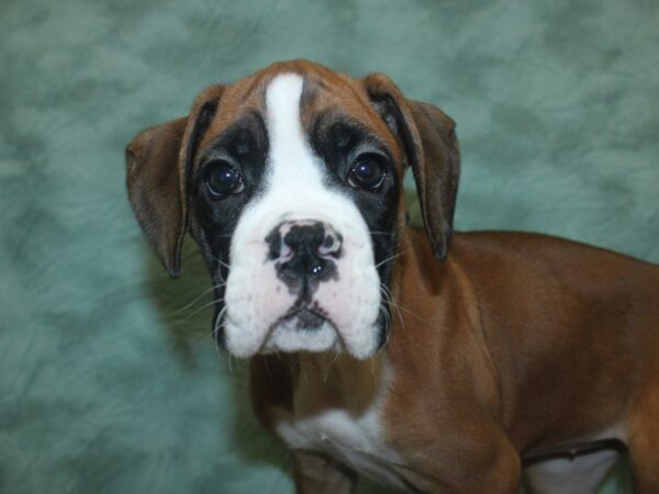 Boxer DOG Female Fawn 18756 Petland Rome, Georgia