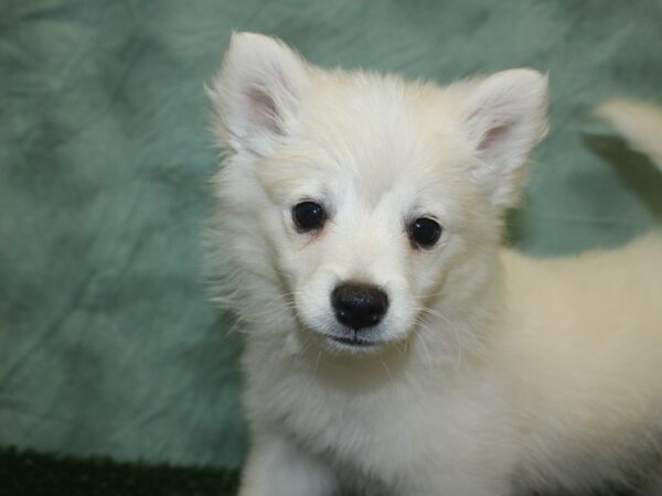 American Eskimo Dog DOG Male White 18755 Petland Rome, Georgia