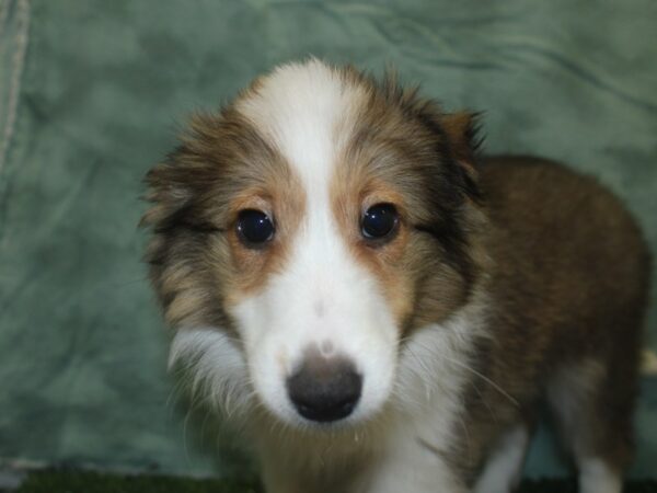 Shetland Sheepdog DOG Female Sable and White 18761 Petland Rome, Georgia