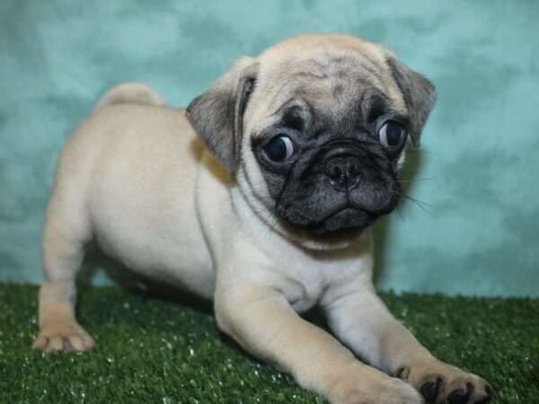 Pug DOG Male FAWN 8362 Petland Rome, Georgia