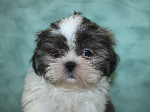 Shih Tzu DOG Male BROWN WHITE 8361 Petland Rome, Georgia