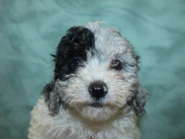 Bichapoo DOG Female BLUE MERLE 8360 Petland Rome, Georgia