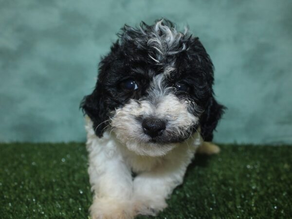 Bichapoo DOG Female BLK WH 8359 Petland Rome, Georgia