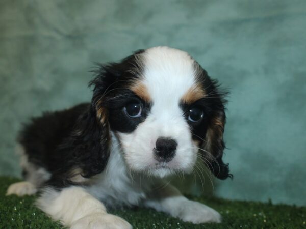 Cavalier King Charles Spaniel DOG Male TRI 8355 Petland Rome, Georgia