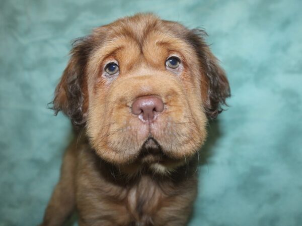 Mini Hippo-DOG-Female-RED-18779-Petland Rome, Georgia