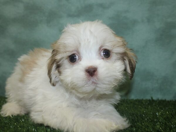 Teddy-DOG-Male-Brown White-8352-Petland Rome, Georgia