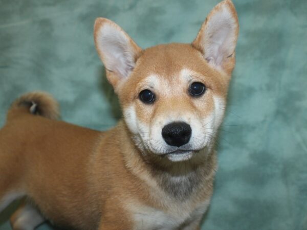 Shiba Inu DOG Male Red 8351 Petland Rome, Georgia